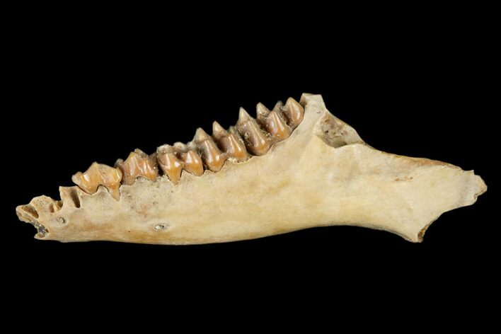 Fossil Early Ungulate (Cainotherium) Jaw - Quercy, France #181290